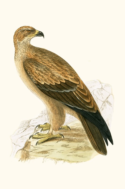 Tawny Eagle, kuvitus Charles Robert Breen (1811-86) teoksesta "A History of the Birds of the Birds of the British Islands", julkaistu 1867 tekijältä English School