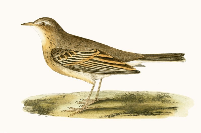 Tawny Pipit, kuvitus Charles Robert Breen (1811-86) teoksesta "A History of the Birds of the Birds of the British Islands", julkaistu 1867 tekijältä English School