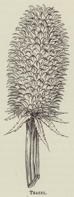Teasel (kaiverrus) tekijältä English School