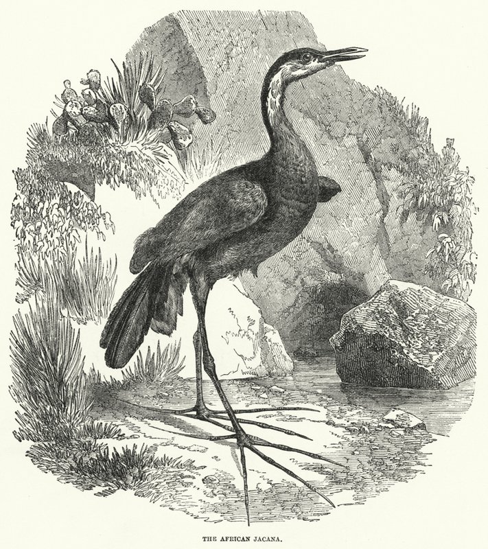 Afrikkalainen jacana (kaiverrus) tekijältä English School