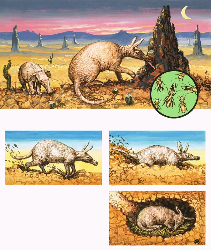 Hämmästyttävä Aardvark tekijältä English School
