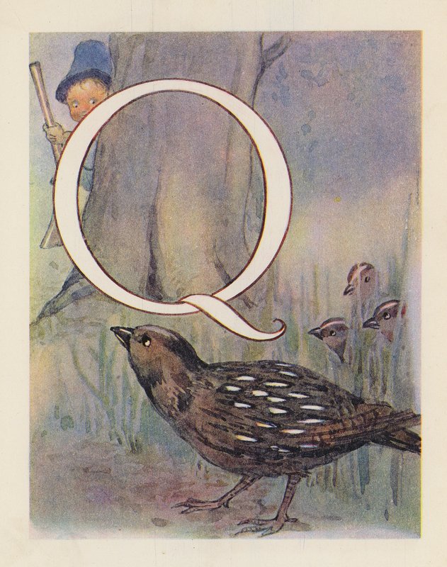 Eläinten ABC: Q, viiriäinen (värilitografia). tekijältä English School