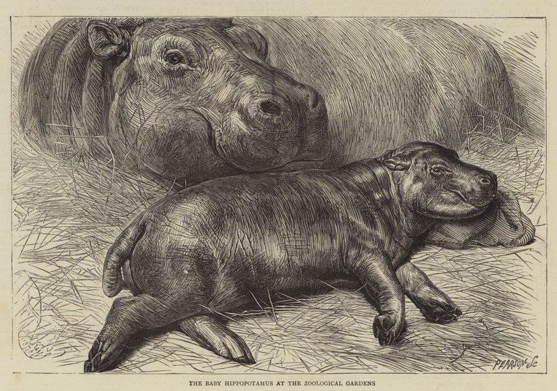 Hippopotamuksen vauva eläintarhassa (kaiverrus) (kaiverrus) tekijältä English School