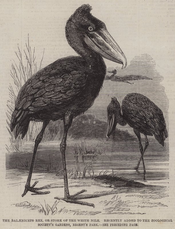 El Balaeniceps rex, o cigonya del Nil Blanc, recentment afegit als jardins de la Societat Zoològica, Regent