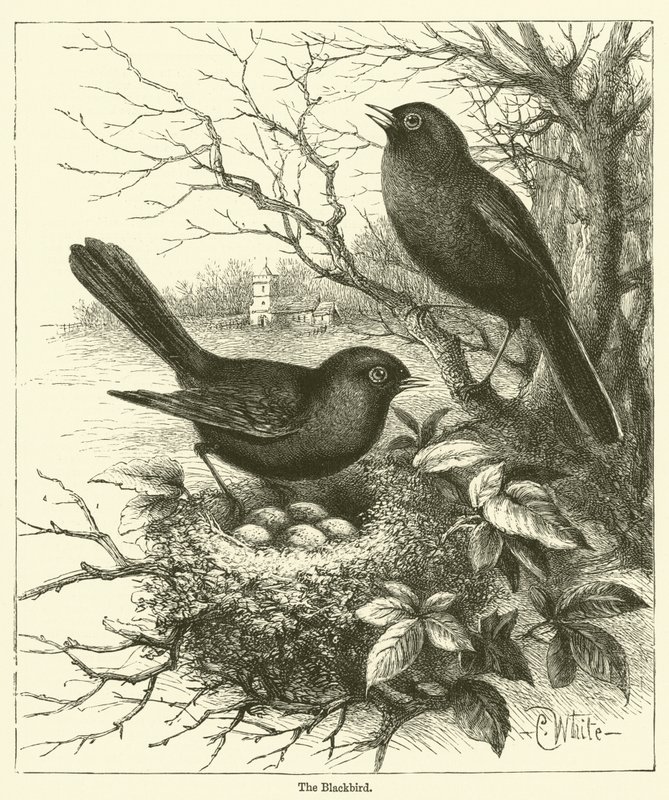Blackbird (kaiverrus) tekijältä English School