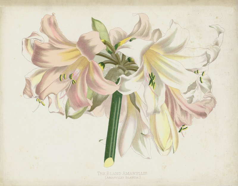 The Bland Amaryllis, Amaryllis Blanda tekijältä English School