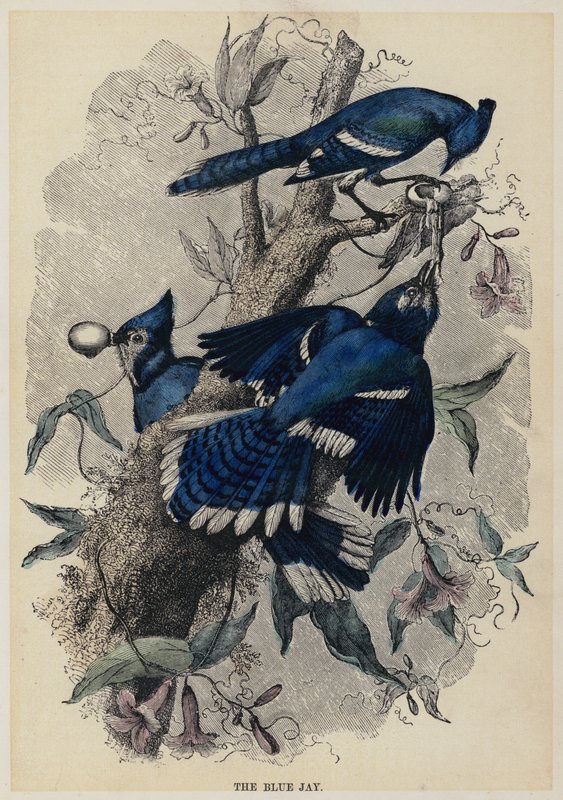 The Blue Jay (värillinen kaiverrus) tekijältä English School