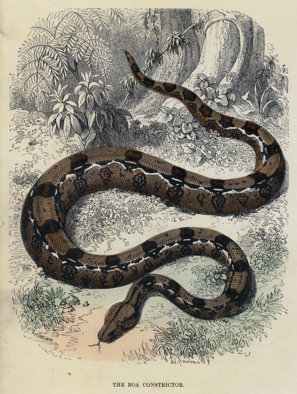Boa Constrictor (värillinen kaiverrus) tekijältä English School