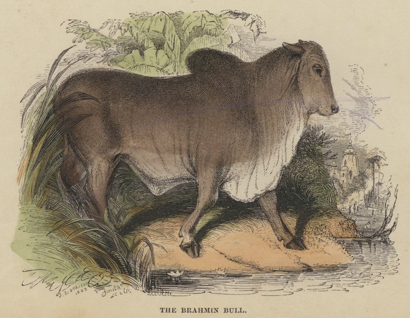 Brahmin Bull (värillinen kaiverrus) tekijältä English School