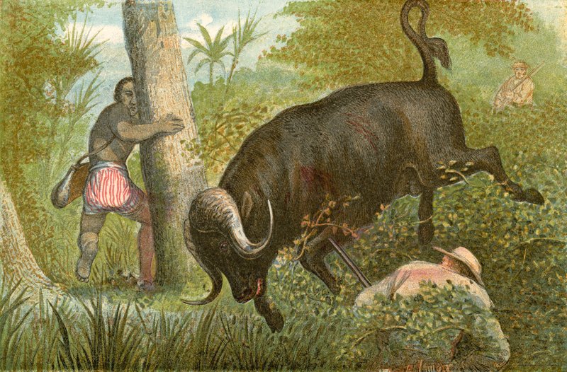 Buffalo - "ihmeellinen pako" tekijältä English School