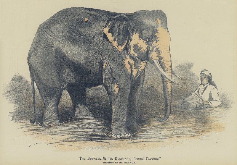 Burman valkoinen norsu, "Toung Taloung", maahantuoja Mr Barnum (väri litho) tekijältä English School