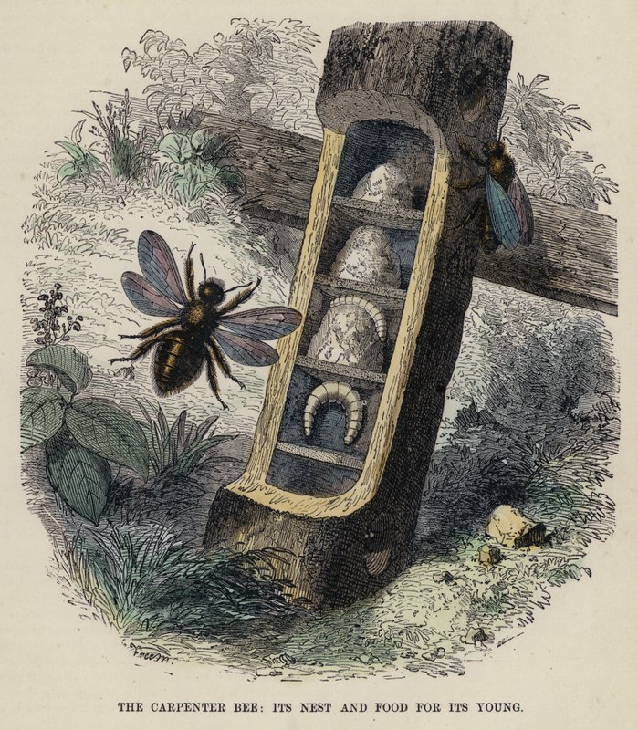 Carpenter Bee, sen pesä ja ruokaa nuorille (värillinen kaiverrus) tekijältä English School