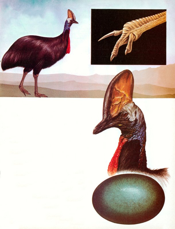Cassowary tekijältä English School