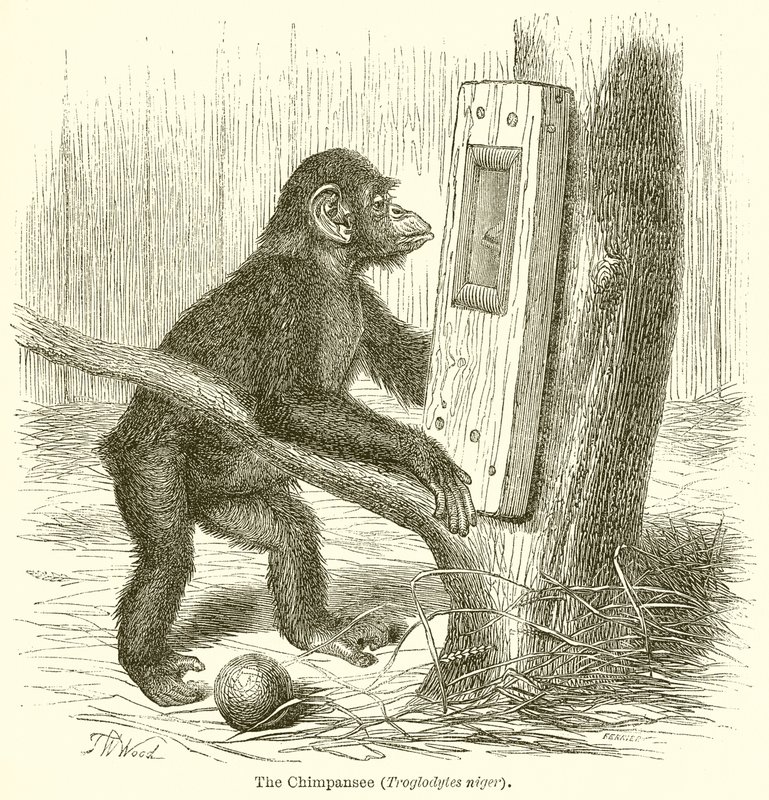 Simpanssi (Troglodytes Niger) tekijältä English School