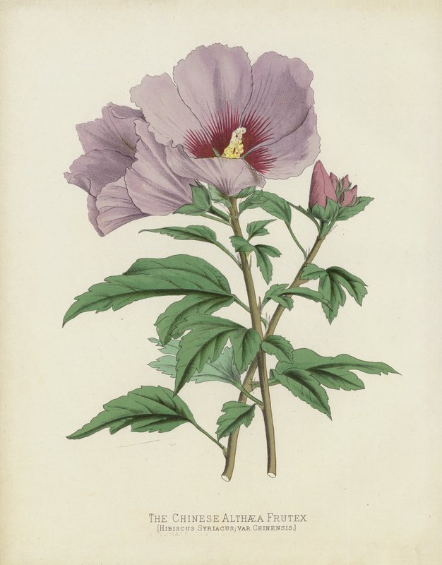 Kiinan Althaea Frutex, Hibiscus Syriacus; var Chinensis tekijältä English School