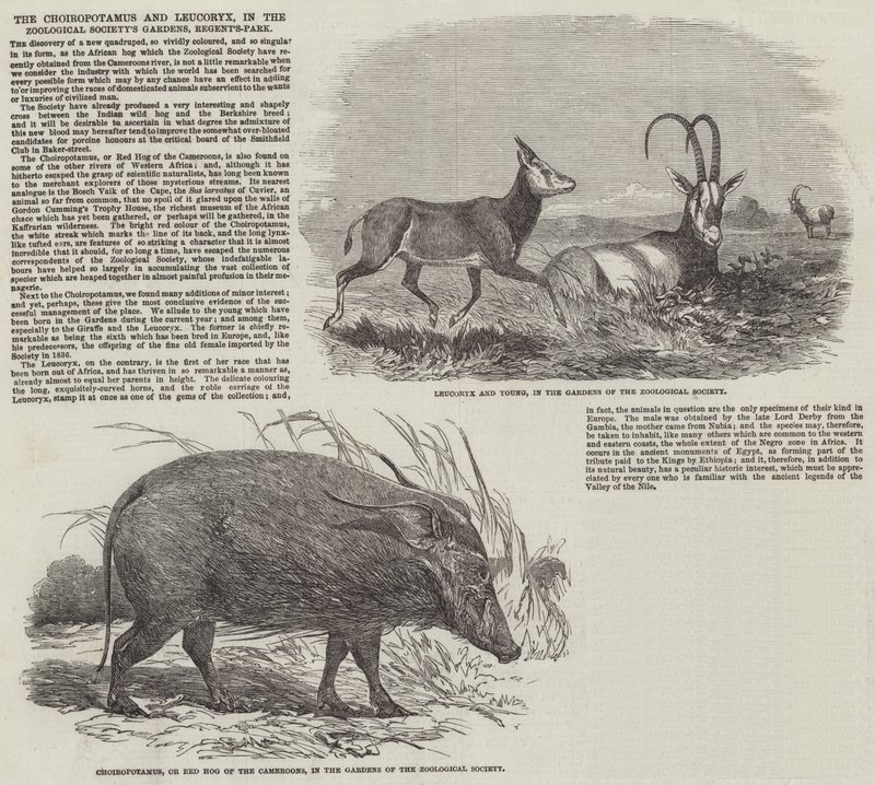 Choiropotamus ja Leucoryx, Zoological Societyn puutarhoissa, Regent