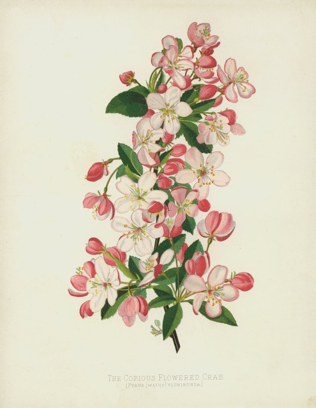The Copious Flowered Crab, Pyrus (Malus) Floribunda tekijältä English School