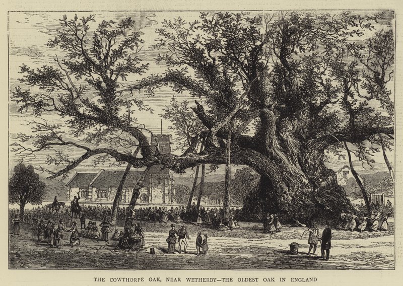 Cowthorpe Oak, lähellä Wetherbyä, Englannin vanhin tammi (kaiverrus) tekijältä English School