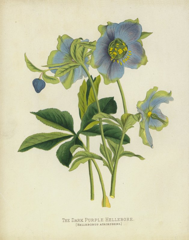 Tumma purppurainen hellebore, Helleborus Atrorubens tekijältä English School