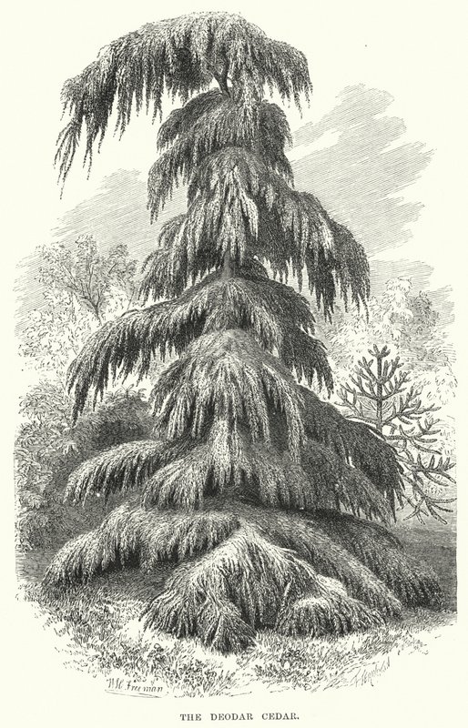 Deodar Cedar (kaiverrus) tekijältä English School