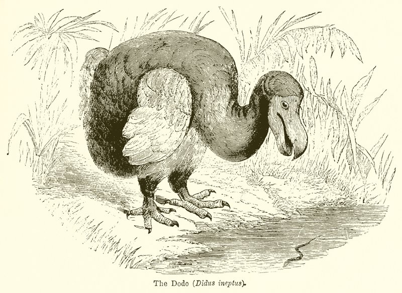 Dodo (Didus Ineptus) tekijältä English School