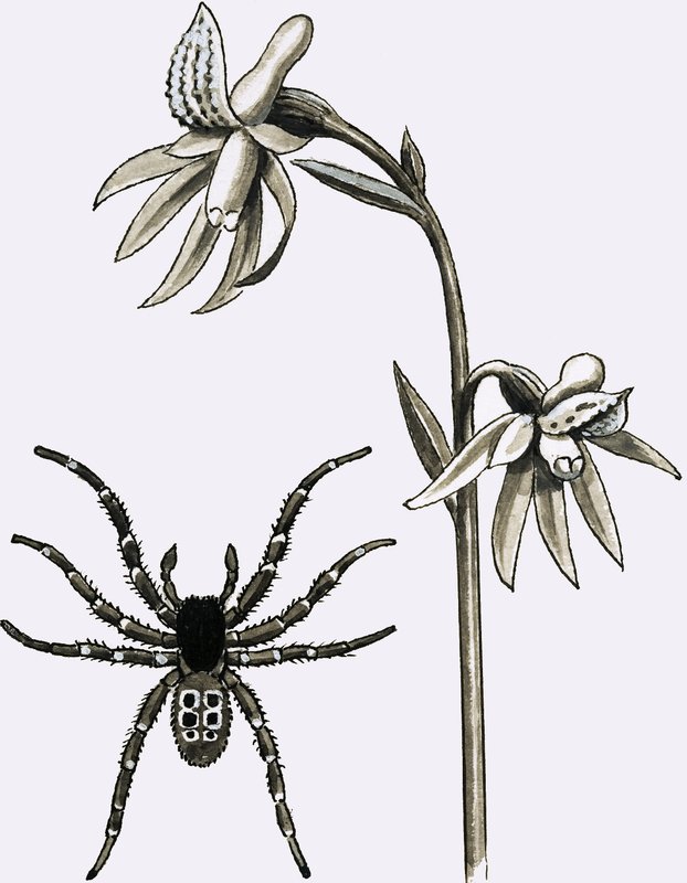 Eresus-hämähäkki ja niukka Spurred Coral Root tai Ghost Orchid tekijältä English School