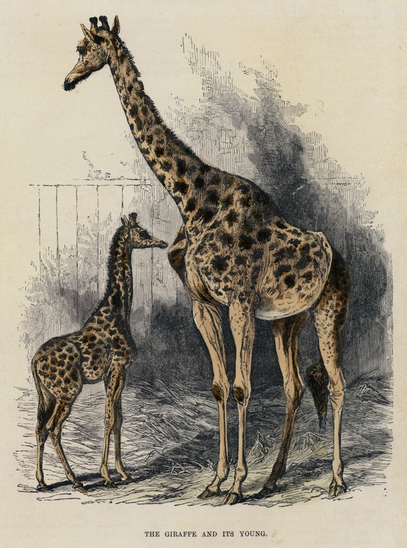 The Giraffe and its Young (värillinen kaiverrus) tekijältä English School