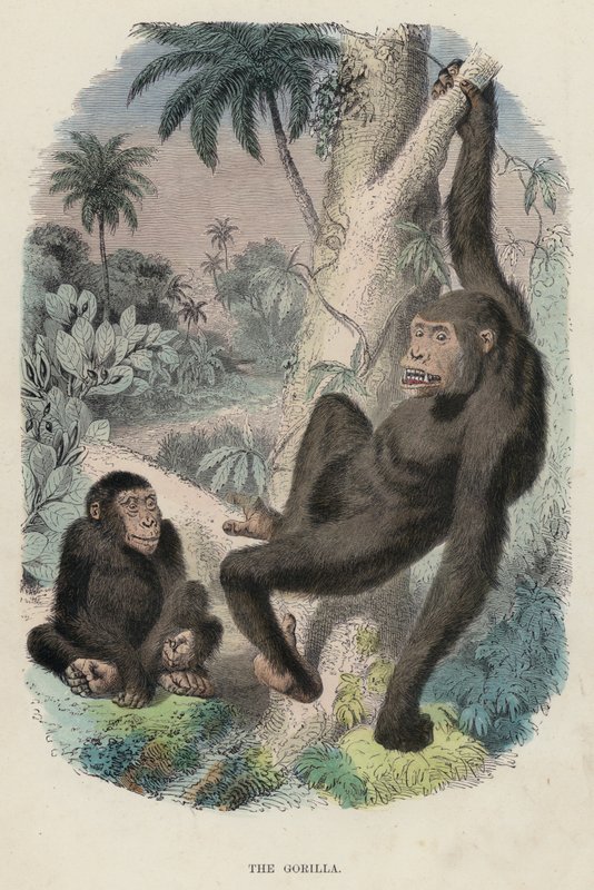 Gorilla (värillinen kaiverrus) tekijältä English School