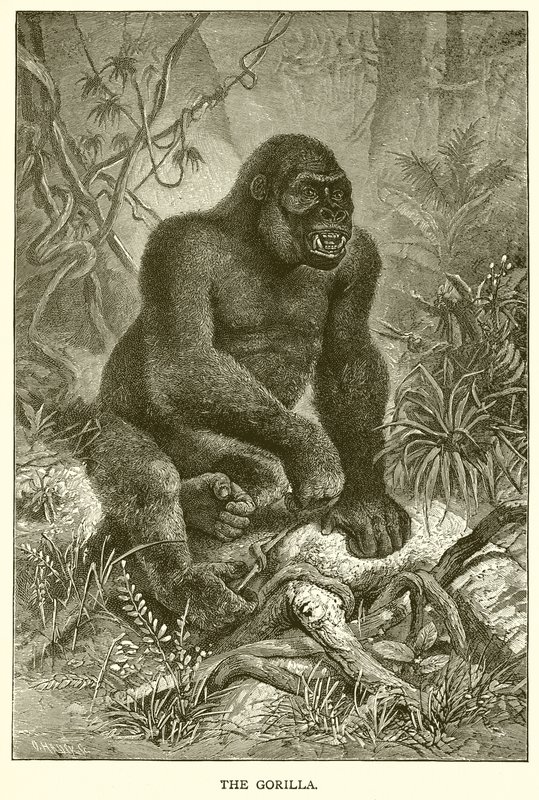 Gorilla tekijältä English School