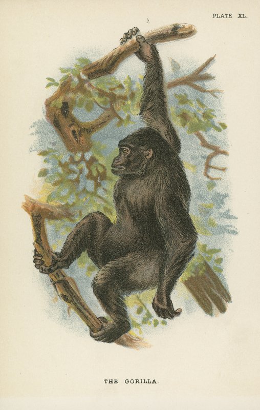 Gorilla tekijältä English School