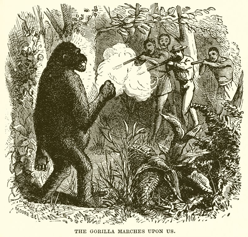 Gorilla marssii meitä vastaan tekijältä English School