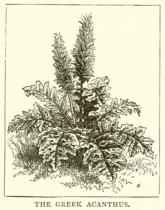 Kreikkalainen Acanthus tekijältä English School