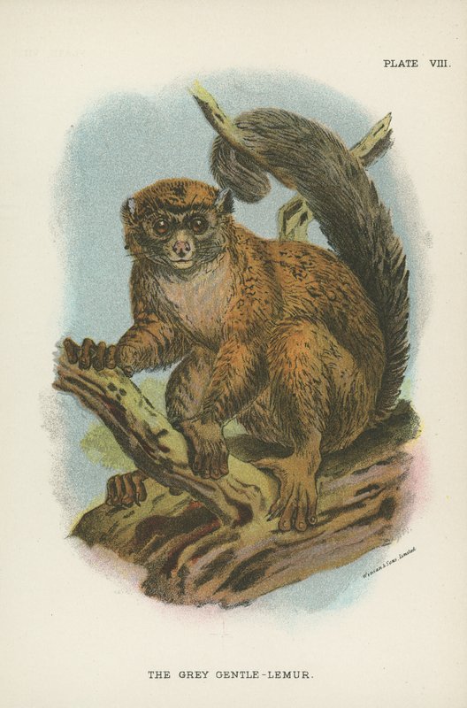 Grey Gentle-Lemur tekijältä English School