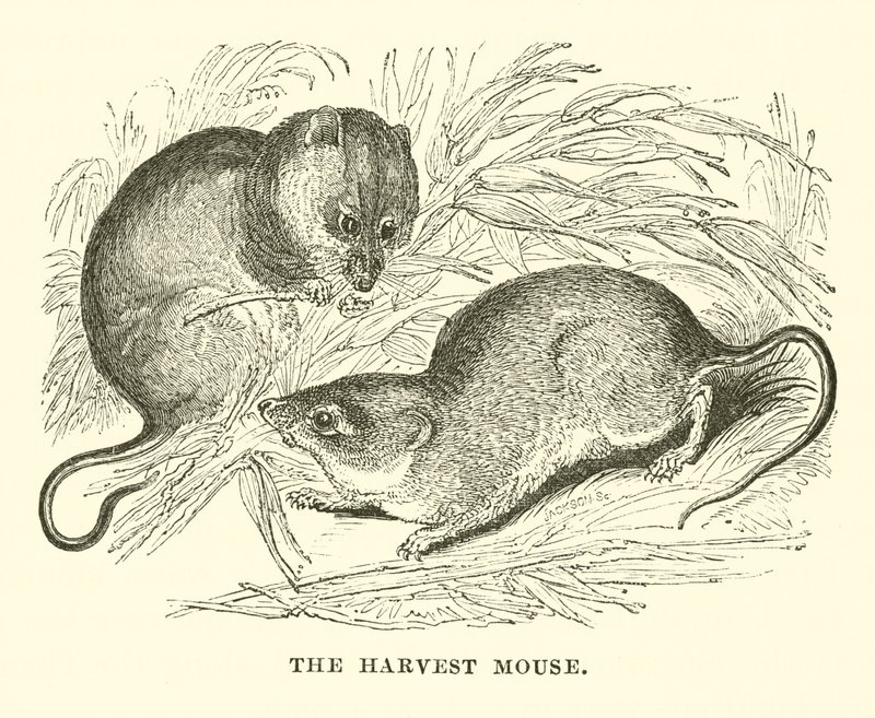 Harvest Mouse (kaiverrus) tekijältä English School