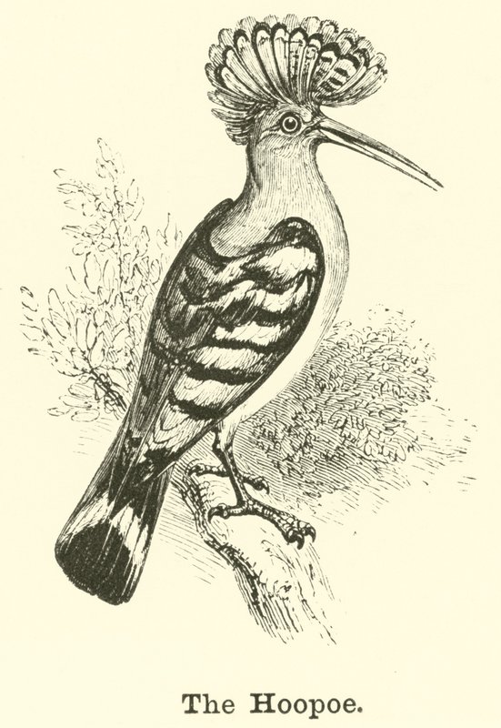 Hoopoe tekijältä English School