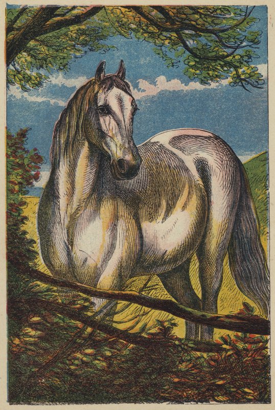 Hevonen (väri litho) tekijältä English School