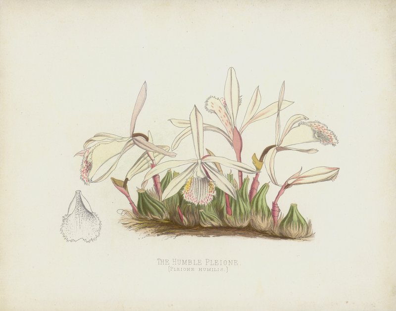 Nöyrä Pleione, Pleione Humilis tekijältä English School