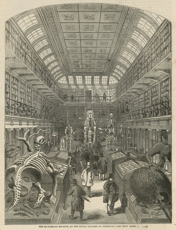 Hunterian Museum Royal College of Surgeonsissa tekijältä English School