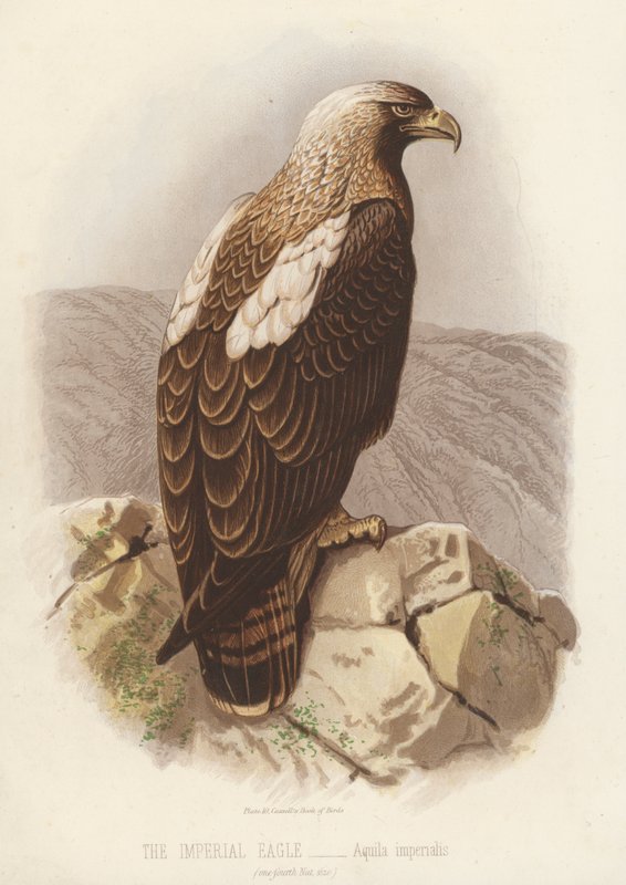 Keisarillinen kotka, Aquila Imperialis (värilitografia) tekijältä English School