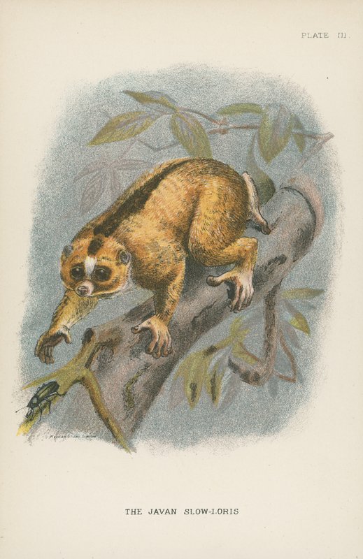 Javan Slow-Loris tekijältä English School