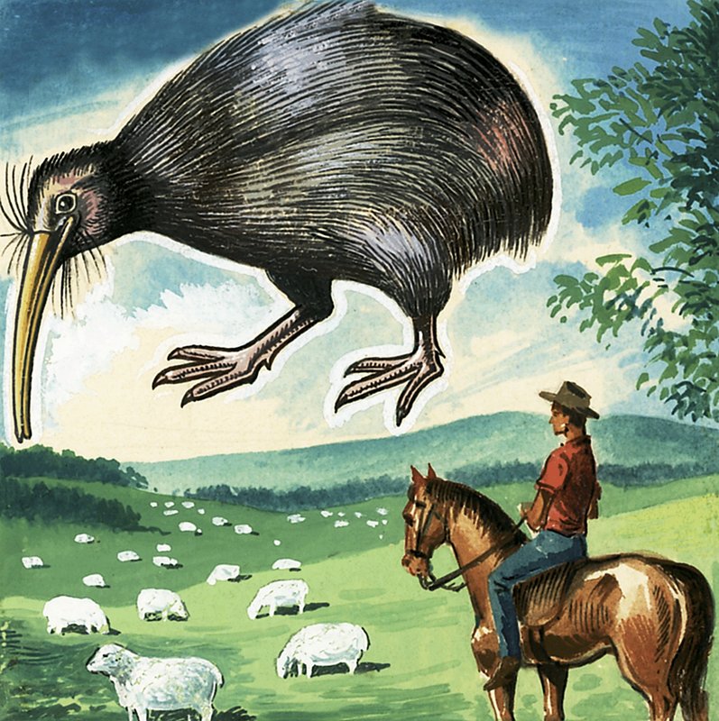 Kiwi, Uuden-Seelannin tunnus tekijältä English School