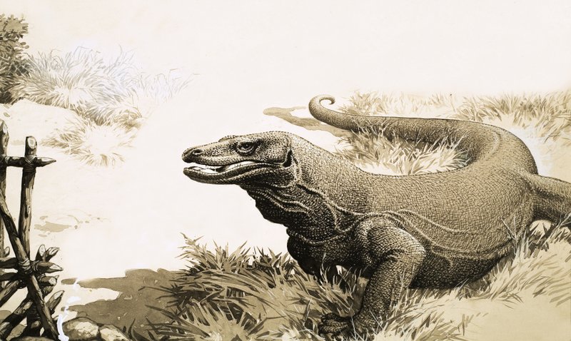 Komodon lohikäärme tekijältä English School
