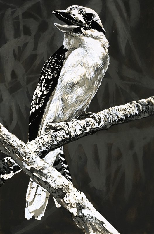 Kookaburra tekijältä English School