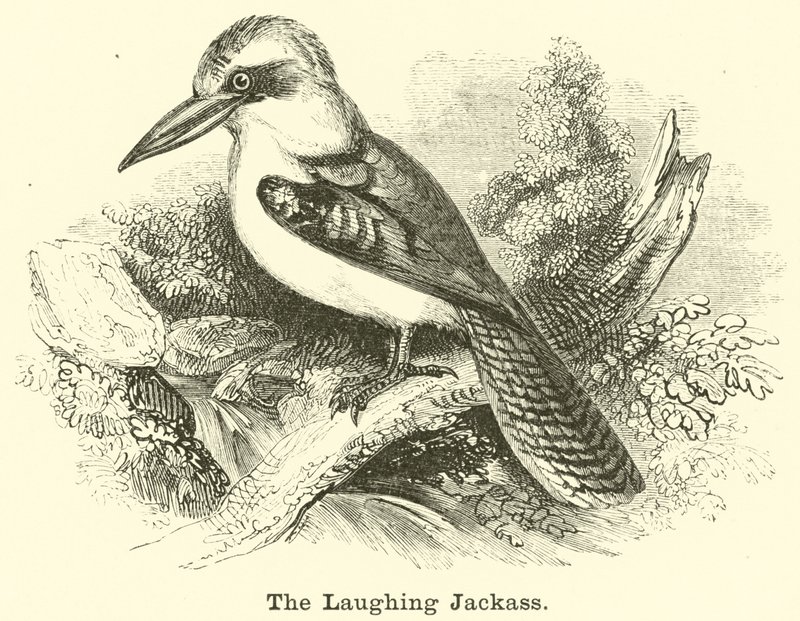Naurava Jackass tekijältä English School
