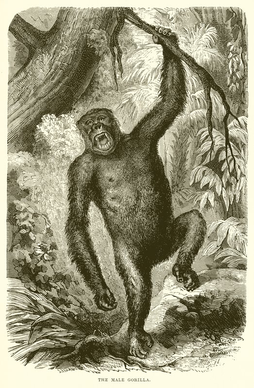 Mies Gorilla tekijältä English School