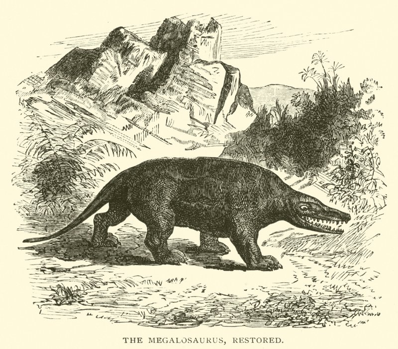 Megalosaurus, kunnostettu (kaiverrus) tekijältä English School