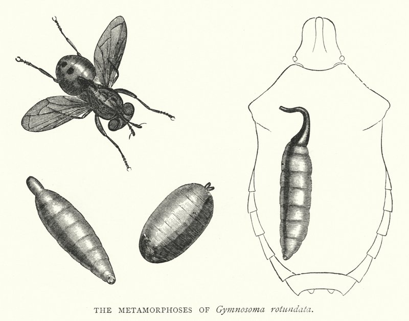 Gymnosoma rotundatan metamorfoosit (kaiverrus) tekijältä English School