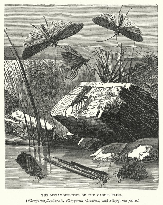 Caddis-kärpästen, Phryganea flavicornis, Phryganea rhombica ja Phryganea fusca, metamorfoosit (kaiverrus). tekijältä English School