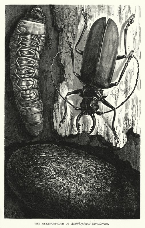 Acanthophorus serraticornisin metamorfoosi (kaiverrus) (kaiverrus) tekijältä English School