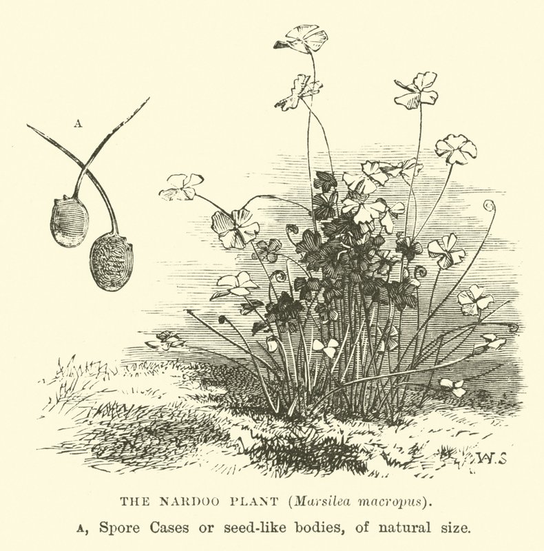 Nardoo-kasvi, Marsilea macropus tekijältä English School